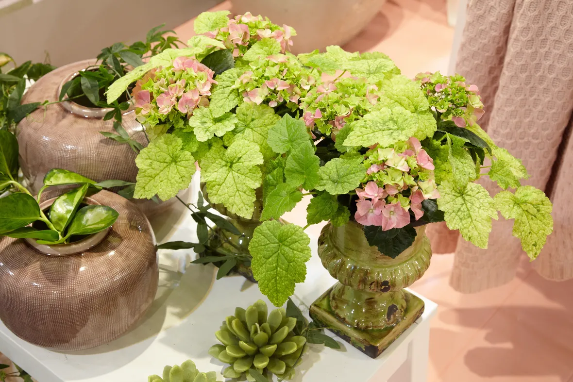 Tolmiea