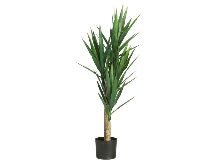 yucca