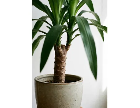 crassula