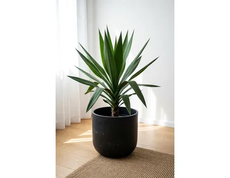 yucca