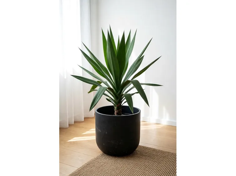 yucca