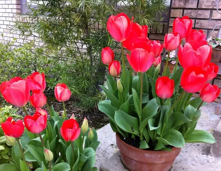 tulipano