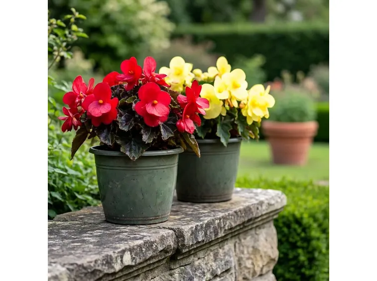 begonia