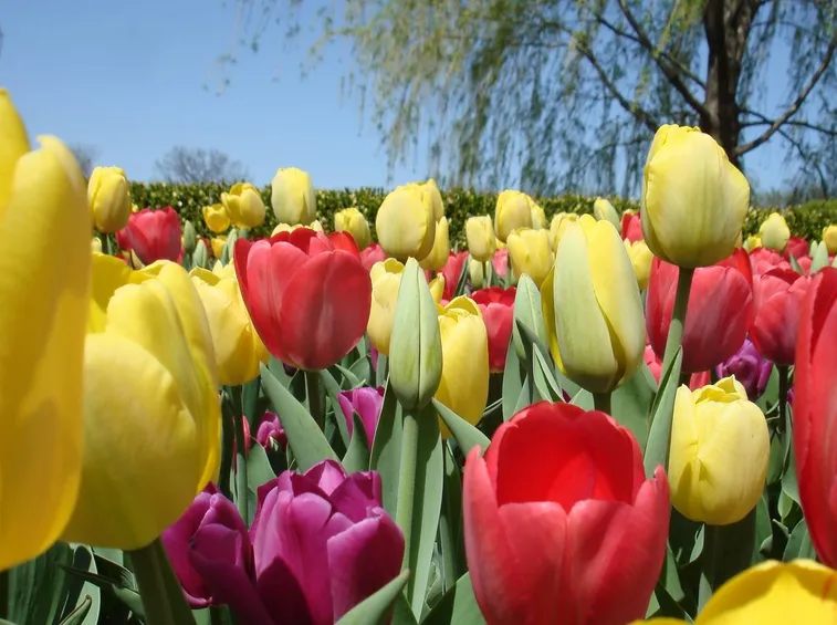 tulipani