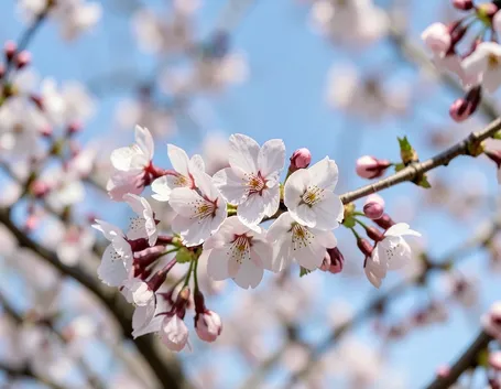 immagini fiori