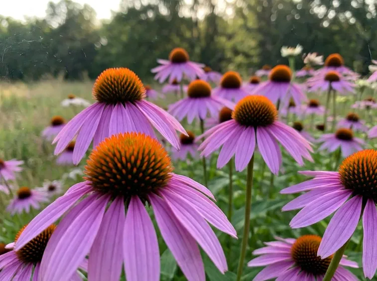 Fiori di campo