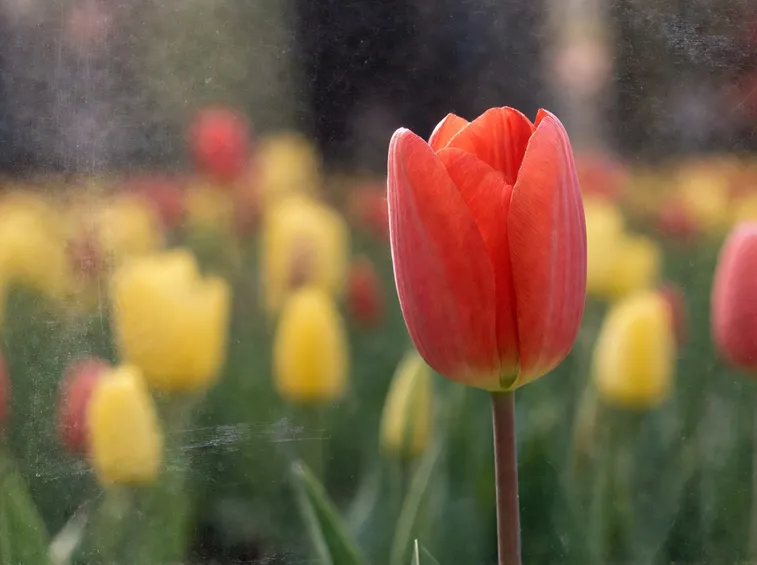 tulipani