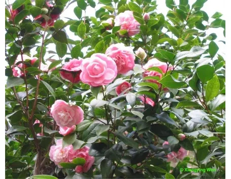 camelia japonica