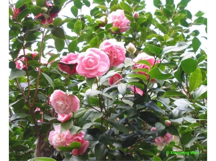 camelia japonica