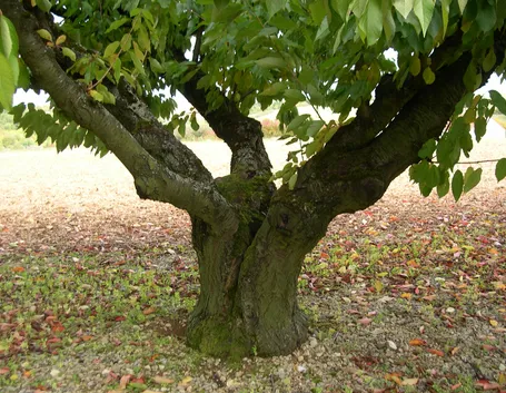 Albero ciliegio