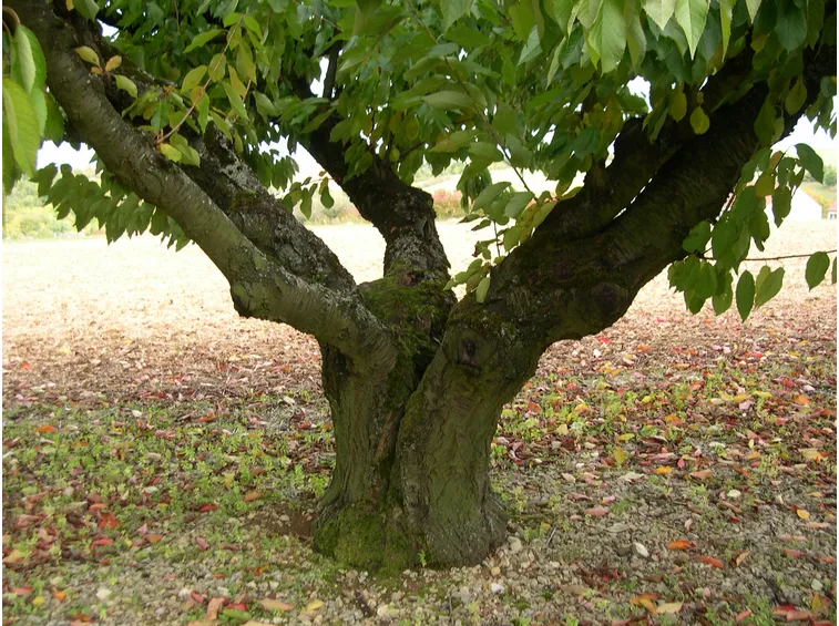 Albero ciliegio