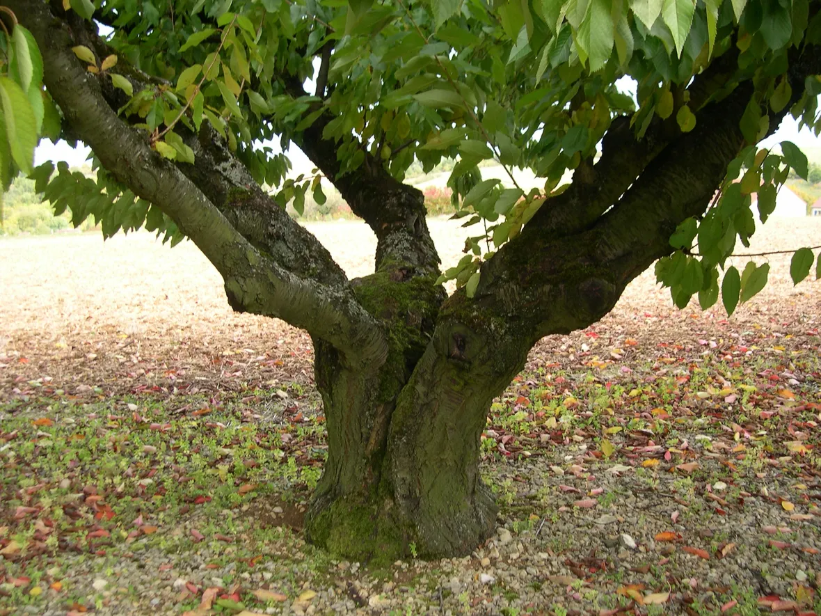 Albero ciliegio