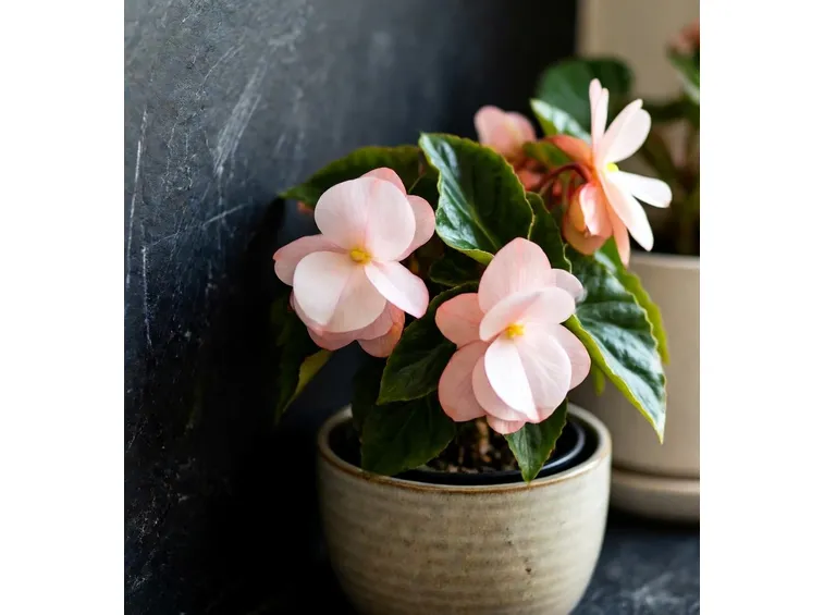 begonia in vaso