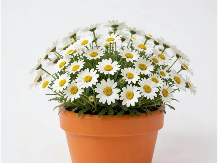vasi fiori