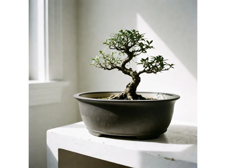 vaso in ceramica per bonsai