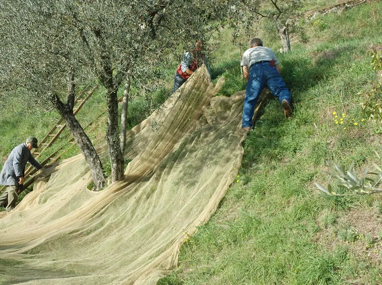 Fissaggio dei teli per la raccolta