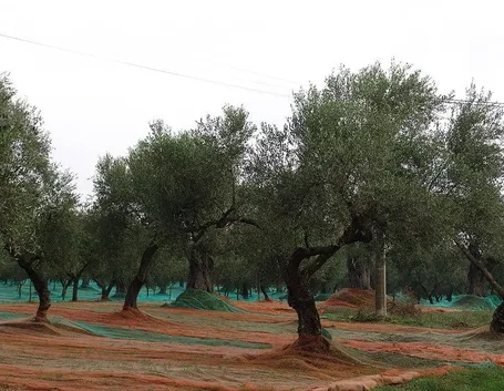 Un oliveto