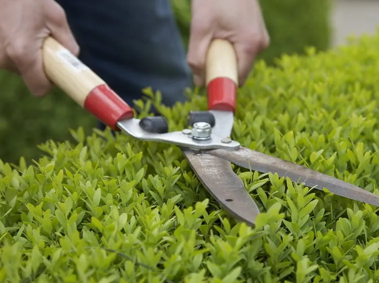 Forbice da giardinaggio manuale
