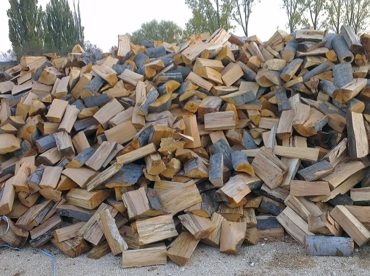 Immagine di un ceppo reciso