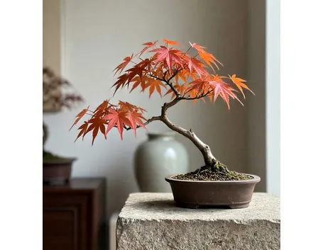 Bonsai acero giapponese