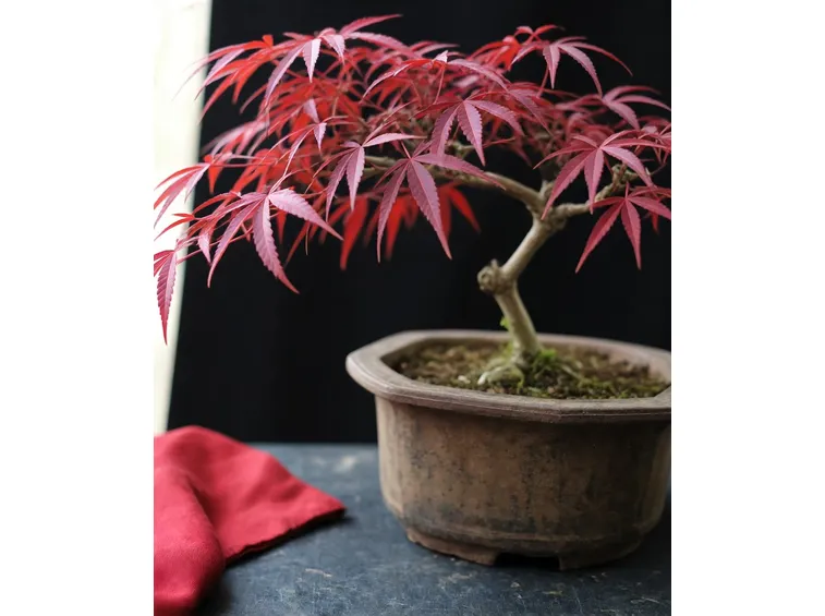 Bonsai acero giapponese