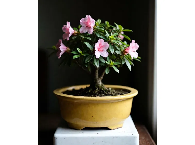Azalea japonica bonsai