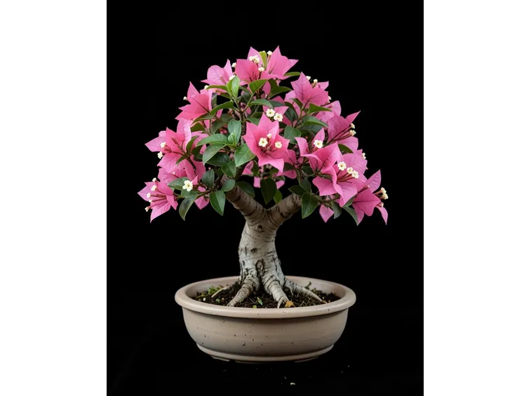 buganville bonsai