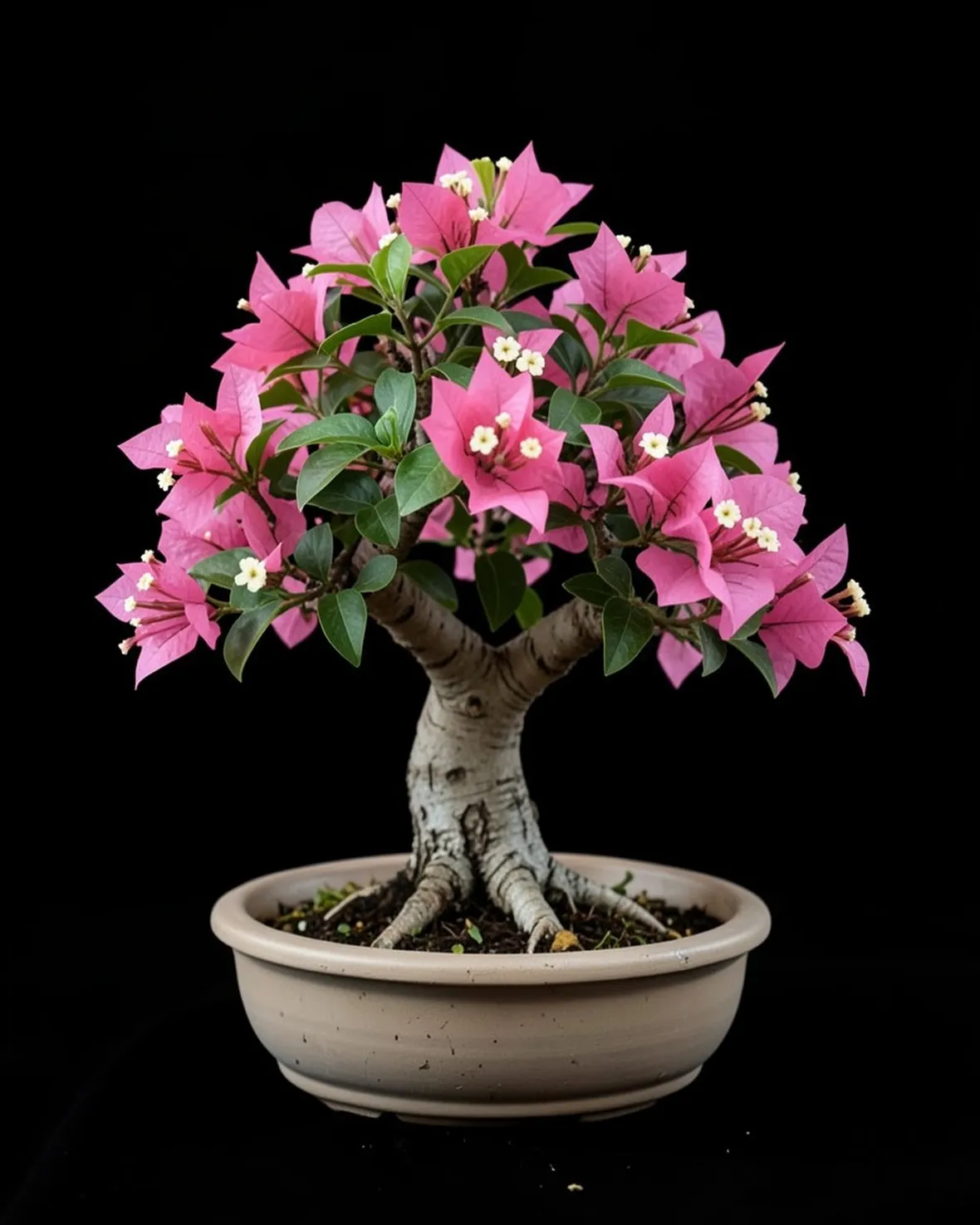 buganville bonsai