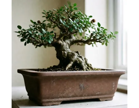 Cotonastro bonsai