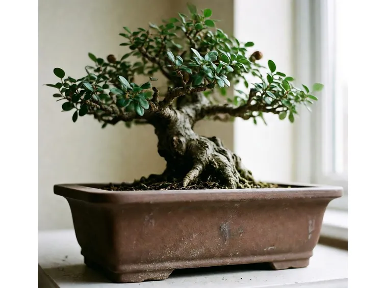 Cotonastro bonsai