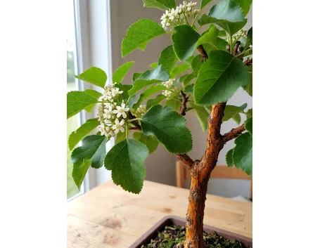 Biancospino bonsai