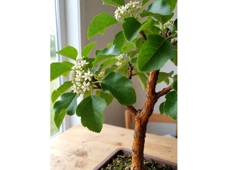Biancospino bonsai