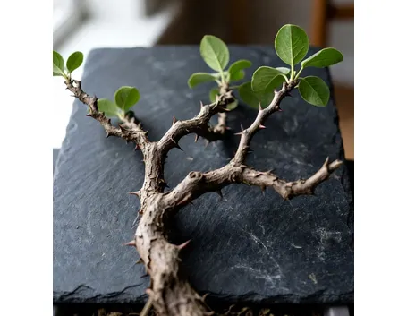 Cydonia bonsai