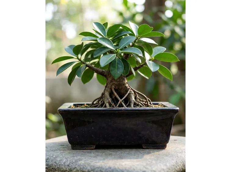Ficus retusa