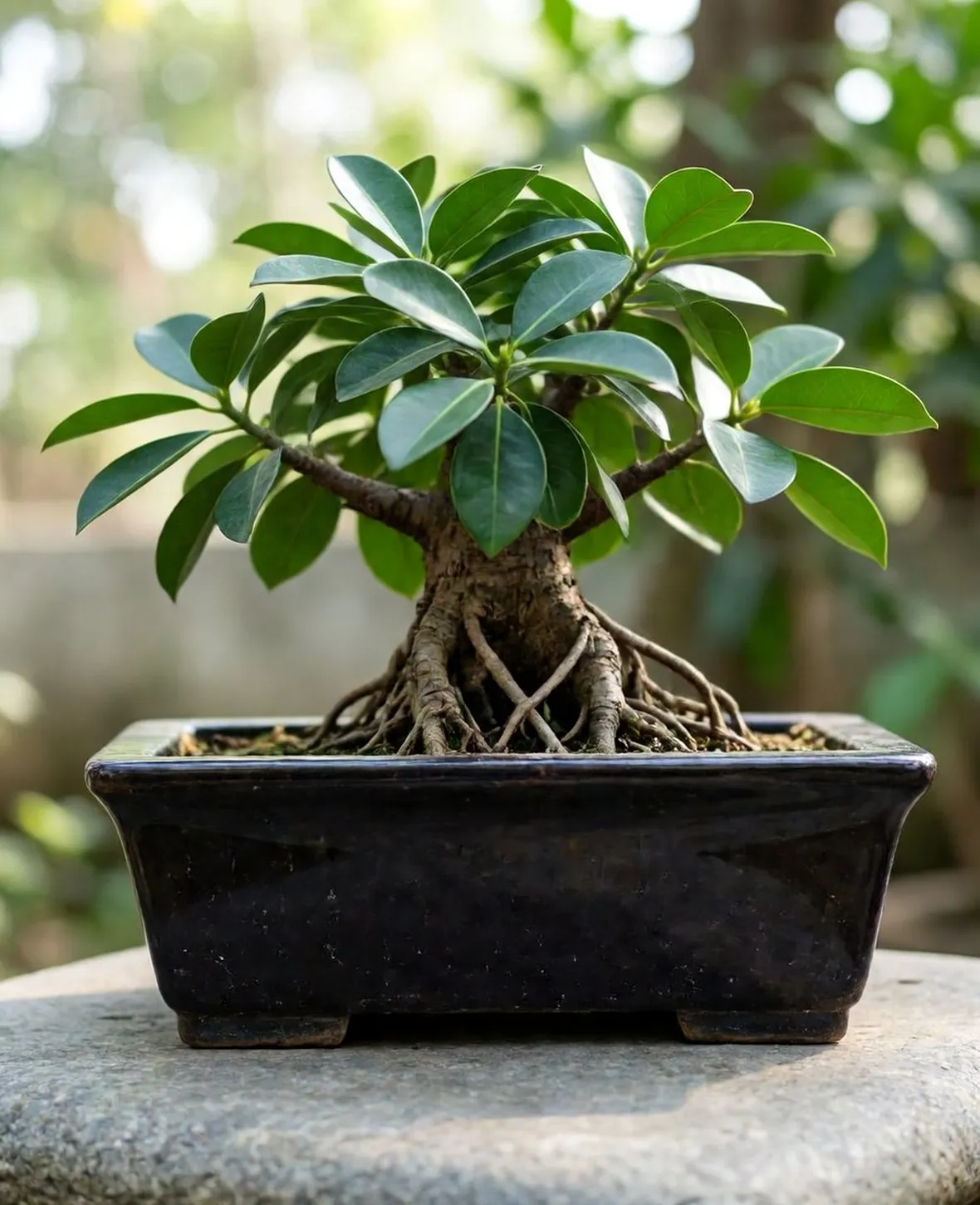 Ficus retusa