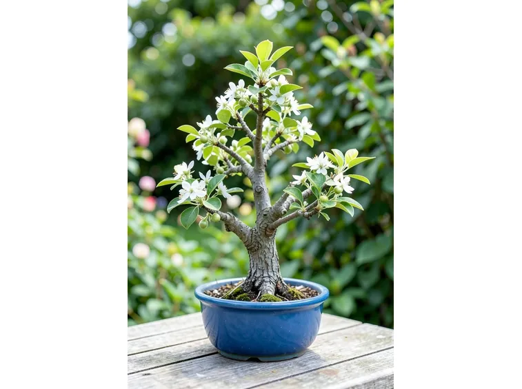 malus