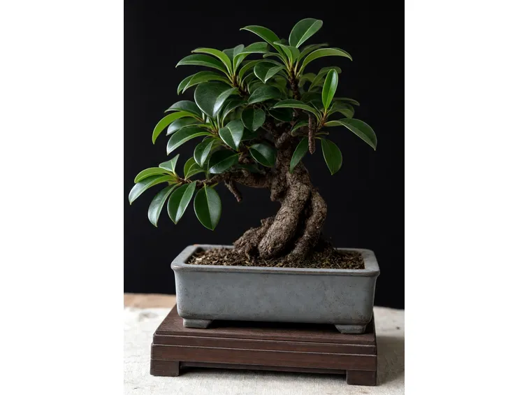 olmo bonsai