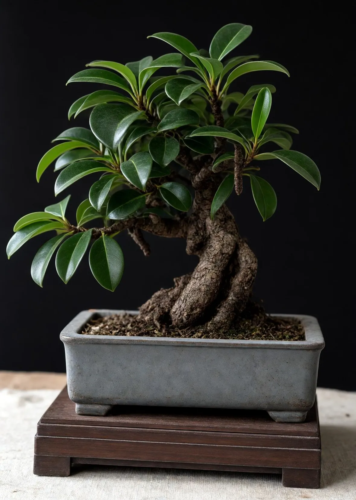 olmo bonsai