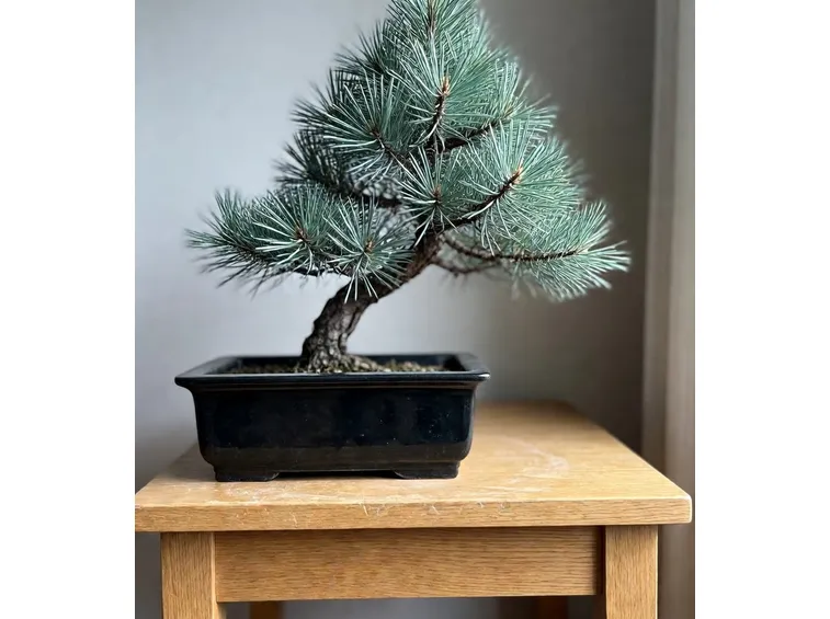 Pino bonsai