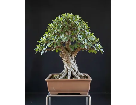 Pistacchio bonsai