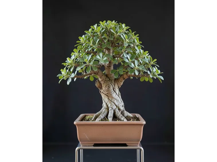Pistacchio bonsai