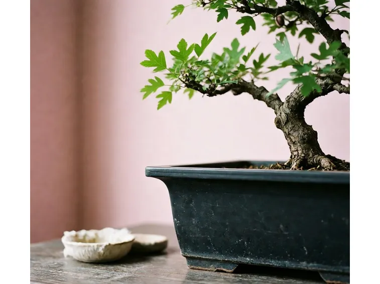 Pistacchio bonsai