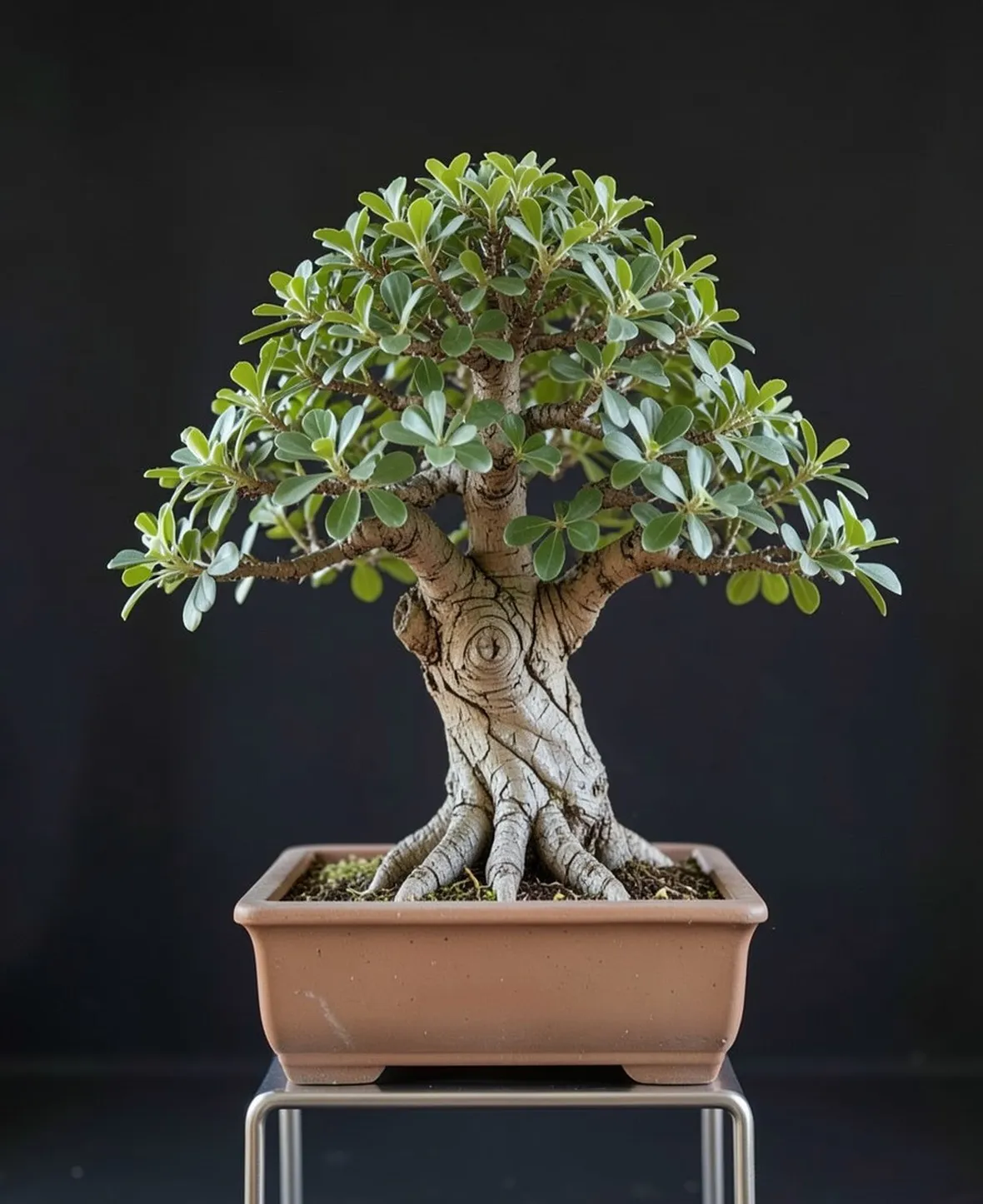 Pistacchio bonsai