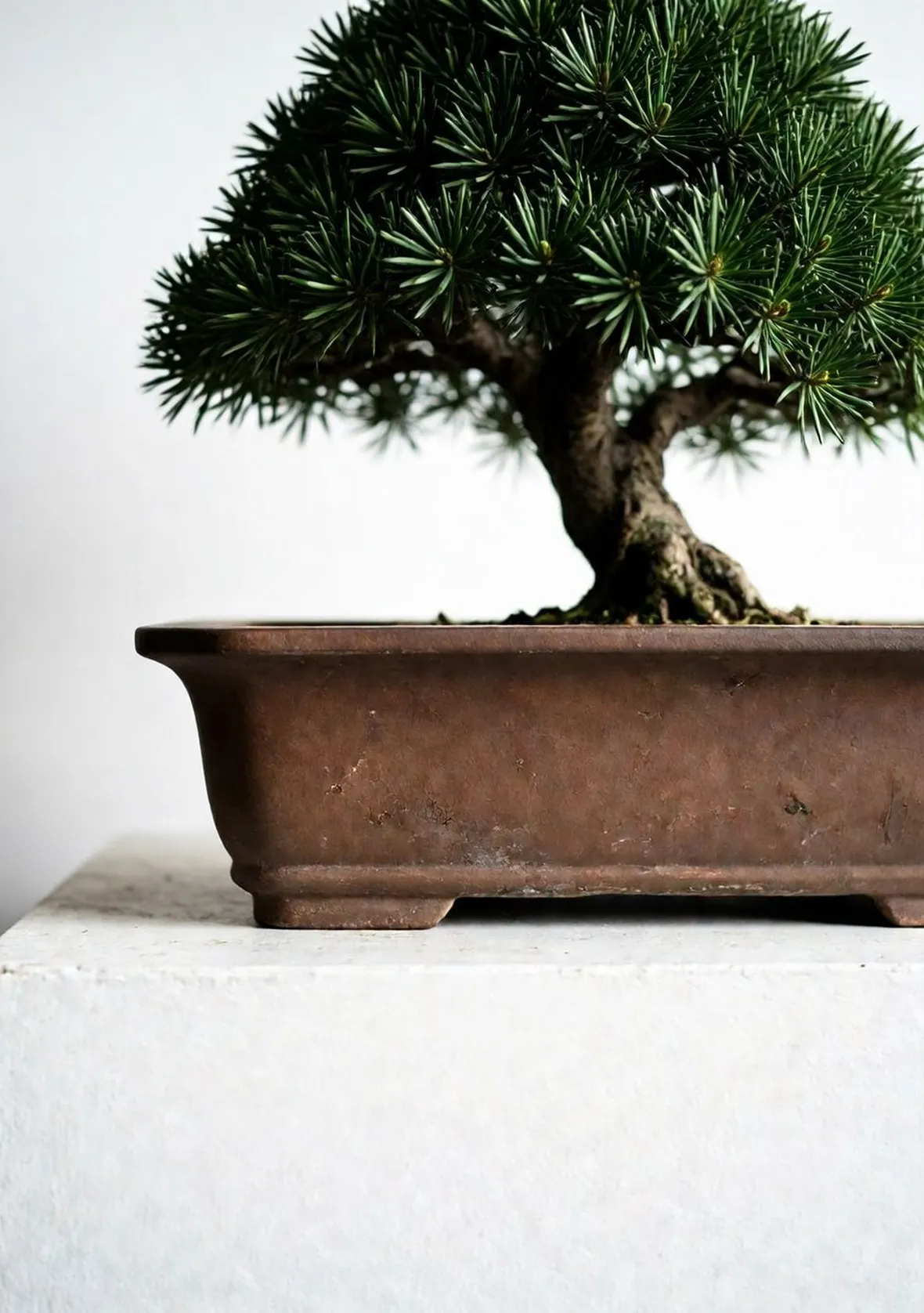 Podocarpo bonsai
