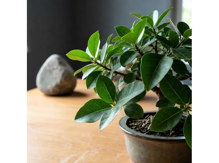Bonsai di ficus