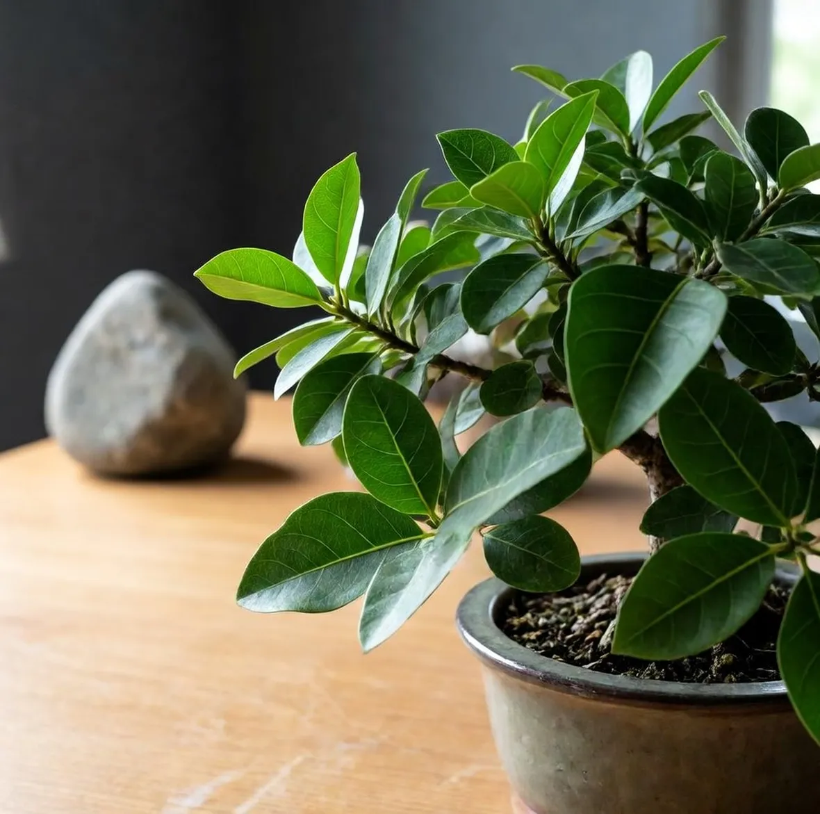 Bonsai di ficus