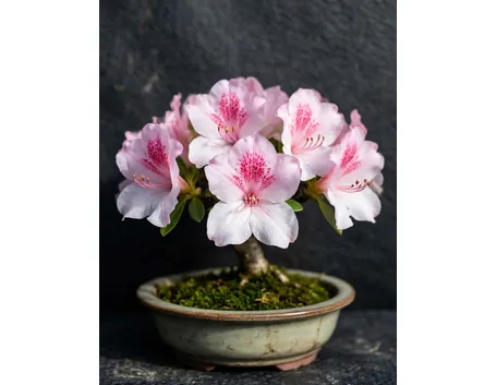azalea