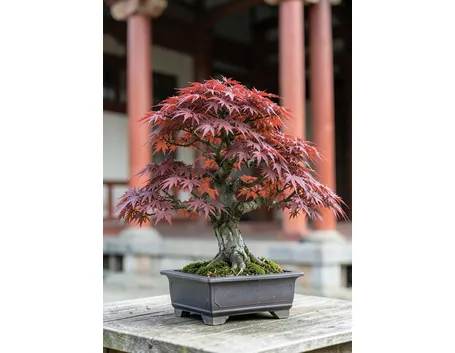 Acero bonsai