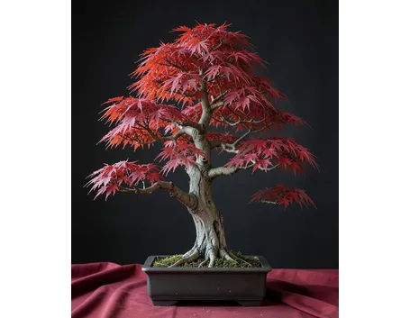 bonsai di acero
