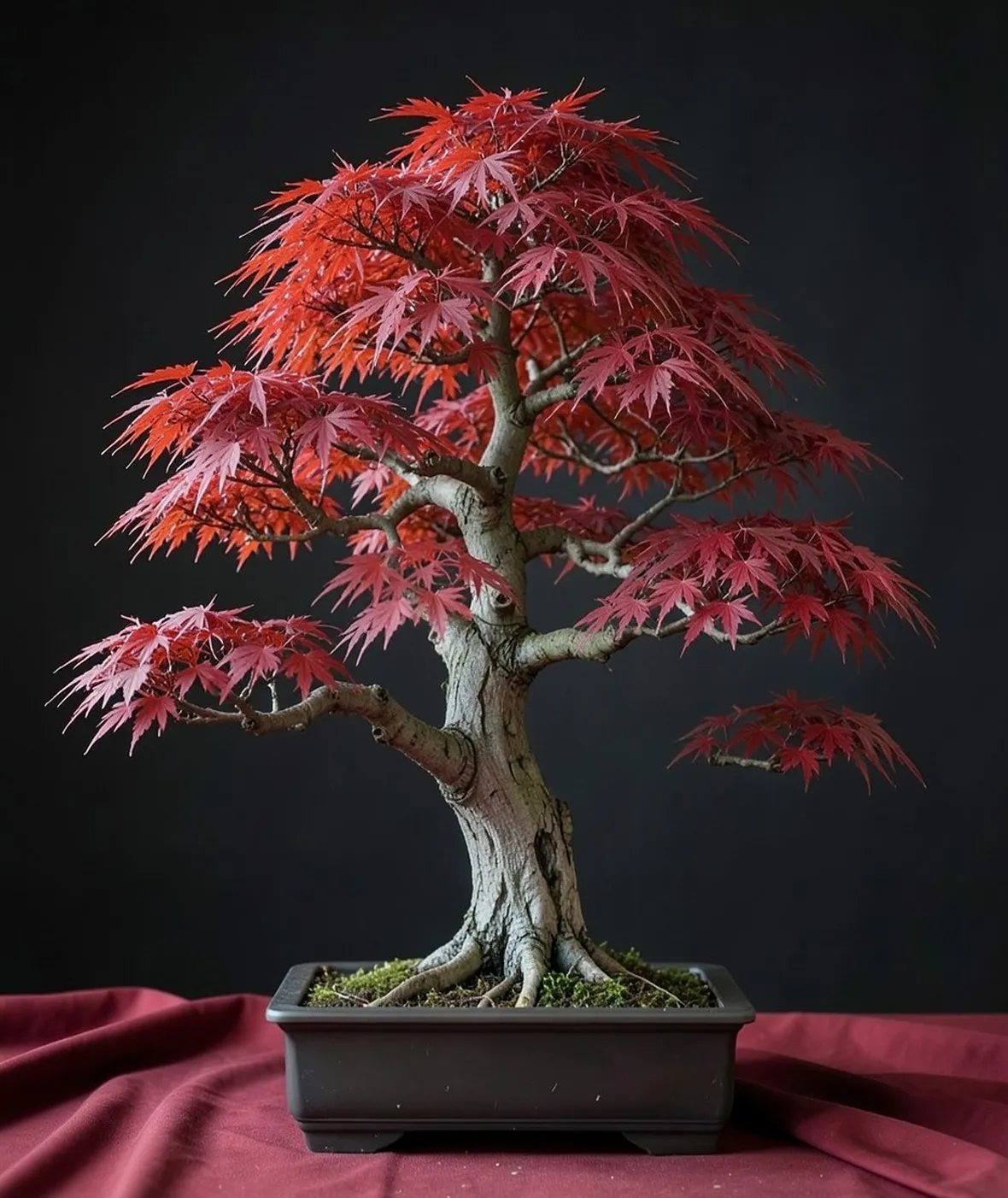 bonsai di acero